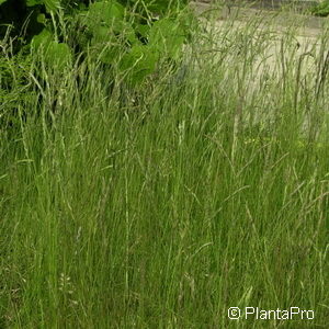 Festuca ovina