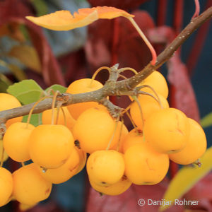 Malus'Golden Hornet'