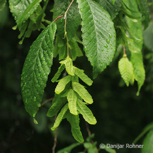 Carpinus betulus