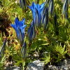 Gentiana sino-ornata