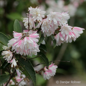 Deutzia scabra'Plena'