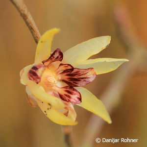 Chimonanthus praecox