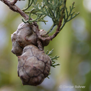 Cupressus sempervirens'Stricta'