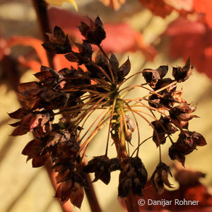 Physocarpus opulifolius'Diabolo'