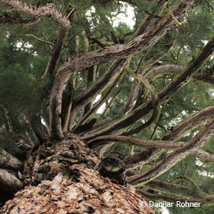 Sequoiadendron giganteum