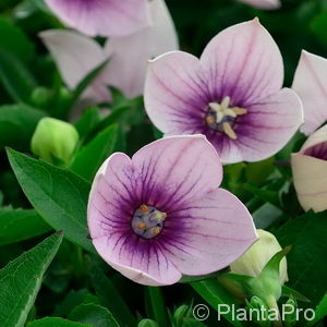 Platycodon grandiflorus'Fuji Pink'