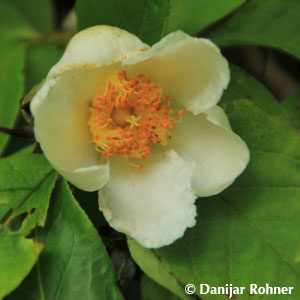 Stewartia pseudocamellia