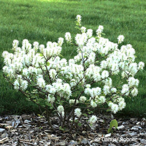 Fothergilla major