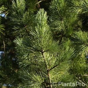 Pinus cembra