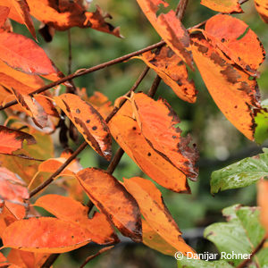 Amelanchier laevis'Ballerina'