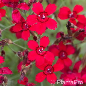 Dianthus deltoides'Leuchtfunk'