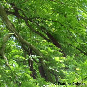 Gleditsia triacanthos'Skyline'