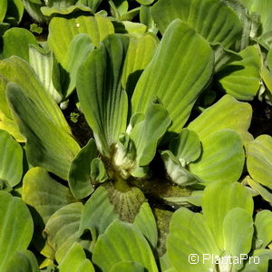 Pistia stratiotes