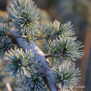 Cedrus libani'Glauca Pendula'