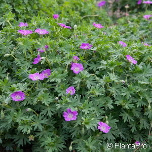 Geranium cinereumvar. subcaulescens