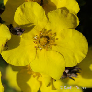 Potentilla fruticosa'Kobold'