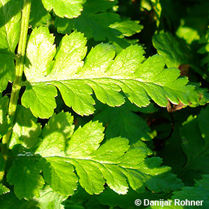 Dryopteris filix-mas