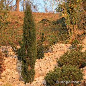 Taxus baccata'Fastigiata Robusta'