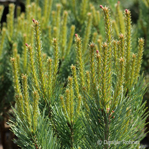 Pinus sylvestris'Watereri'