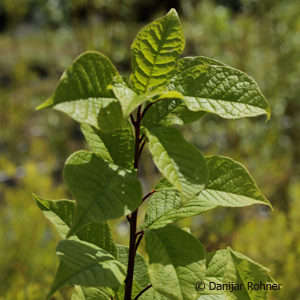 Prunus padus