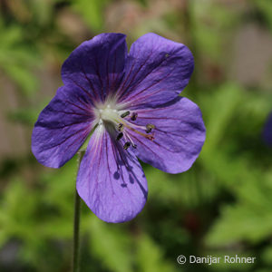 Geranium himalayense'Gravetye'