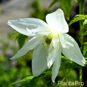 Clematis alpina'White Moth'