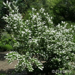 Deutzia scabra'Pride of Rochester'