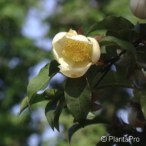 Stewartia pseudocamellia