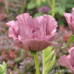 Papaver orientale'Cedar Hill'