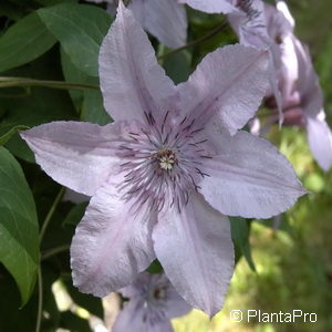 Clematis'Hagley Hybrid' rosa