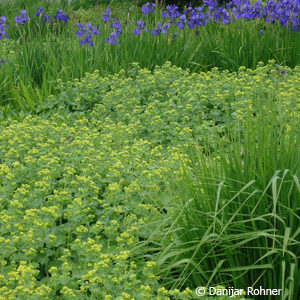 Alchemilla mollis