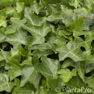 Hedera helix'Gracilis'