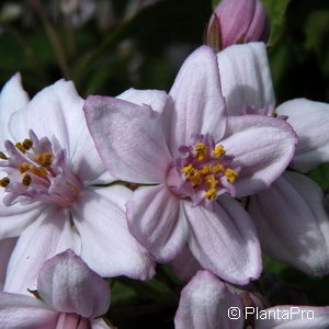 Deutzia hybrida (x)'Mont Rose'