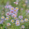 Aster ericoides'Blue Star'