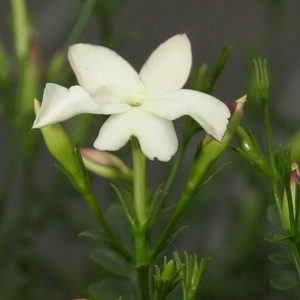 Jasminum officinale