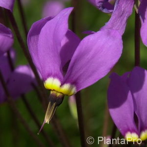 Dodecatheon meadia