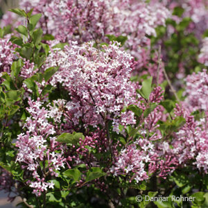 Syringa meyeri'Palibin'