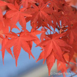 Acer palmatum