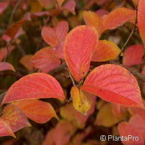 Stewartia pseudocamellia