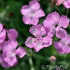 Dianthus gratianopolitanus'Eydangeri'