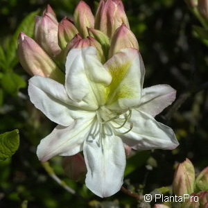 Rhododendron (Knaphill-Exbury Azalee)'Persil'