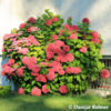 Hydrangea macrophyllaBall rot