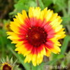 Gaillardia'Kobold'