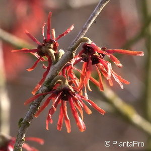 Hamamelis intermedia (x)'Diane'