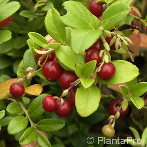 Vaccinium vitis-idaea'Red Pearl'