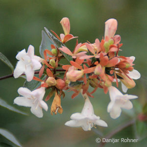 Abelia grandiflora (x)