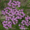 Achillea millefolium'Lilac Beauty'