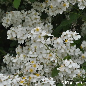 Wildrose Rosa multiflora