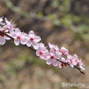 Prunus spinosa'Purpurea'