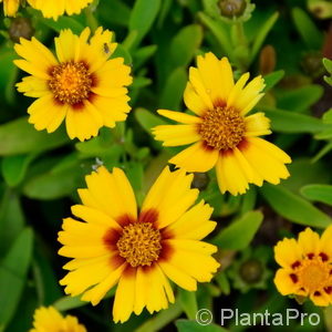 Coreopsis lanceolata'Sterntaler'